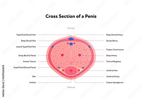 Category : Anatomy of the human penis